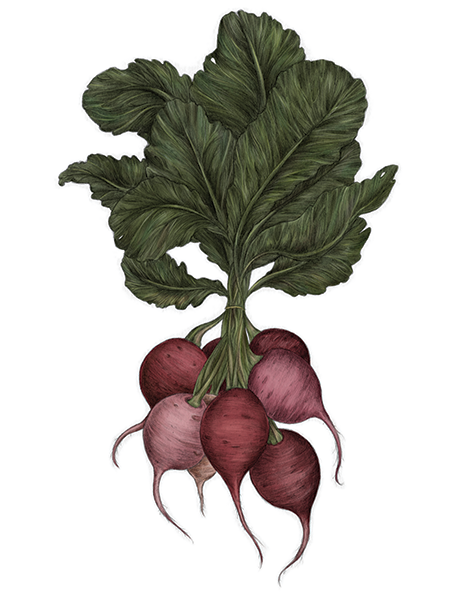 JESSICAROUX112Radishes