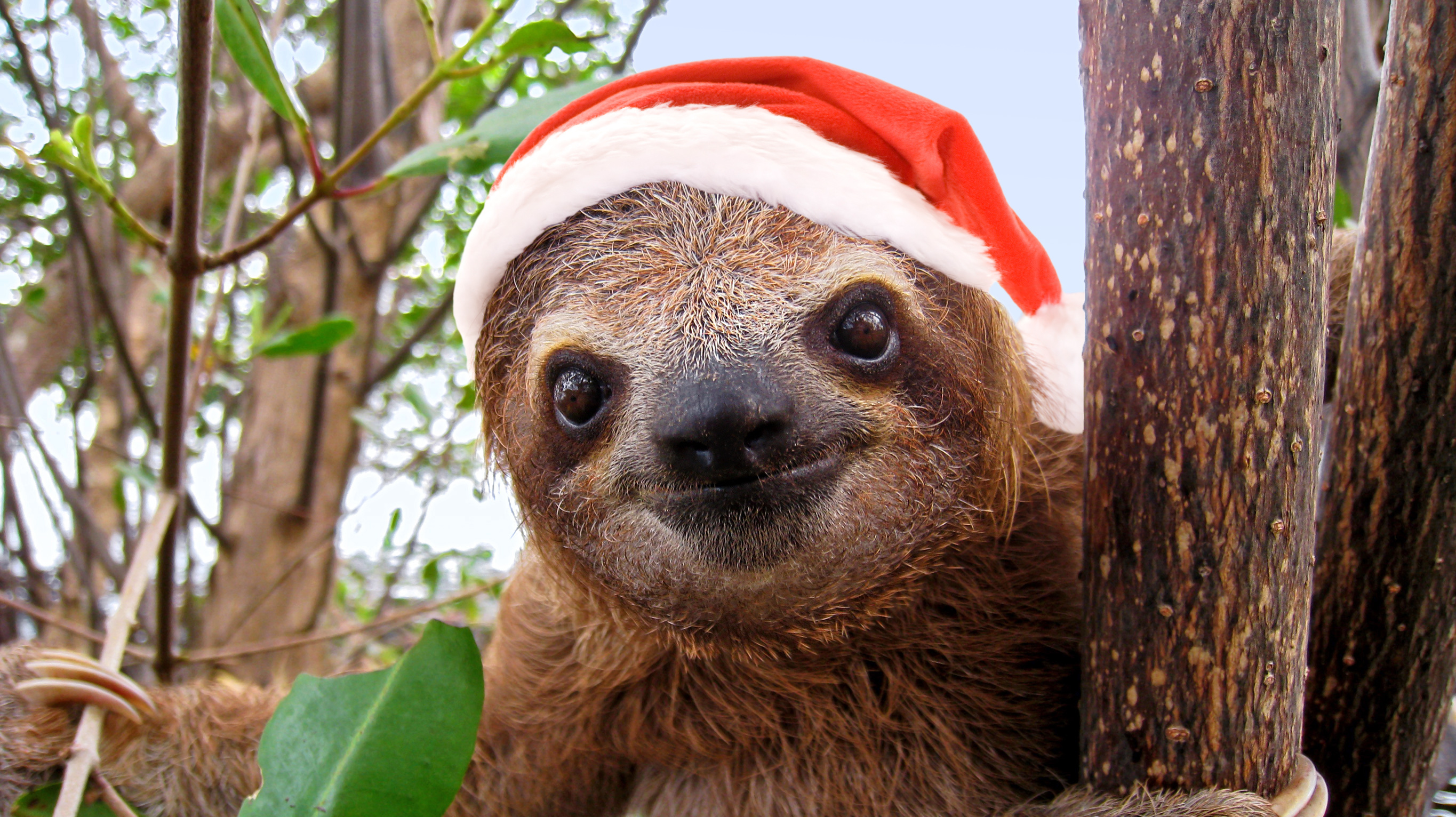 Baby sloth in red Santa Claus hat