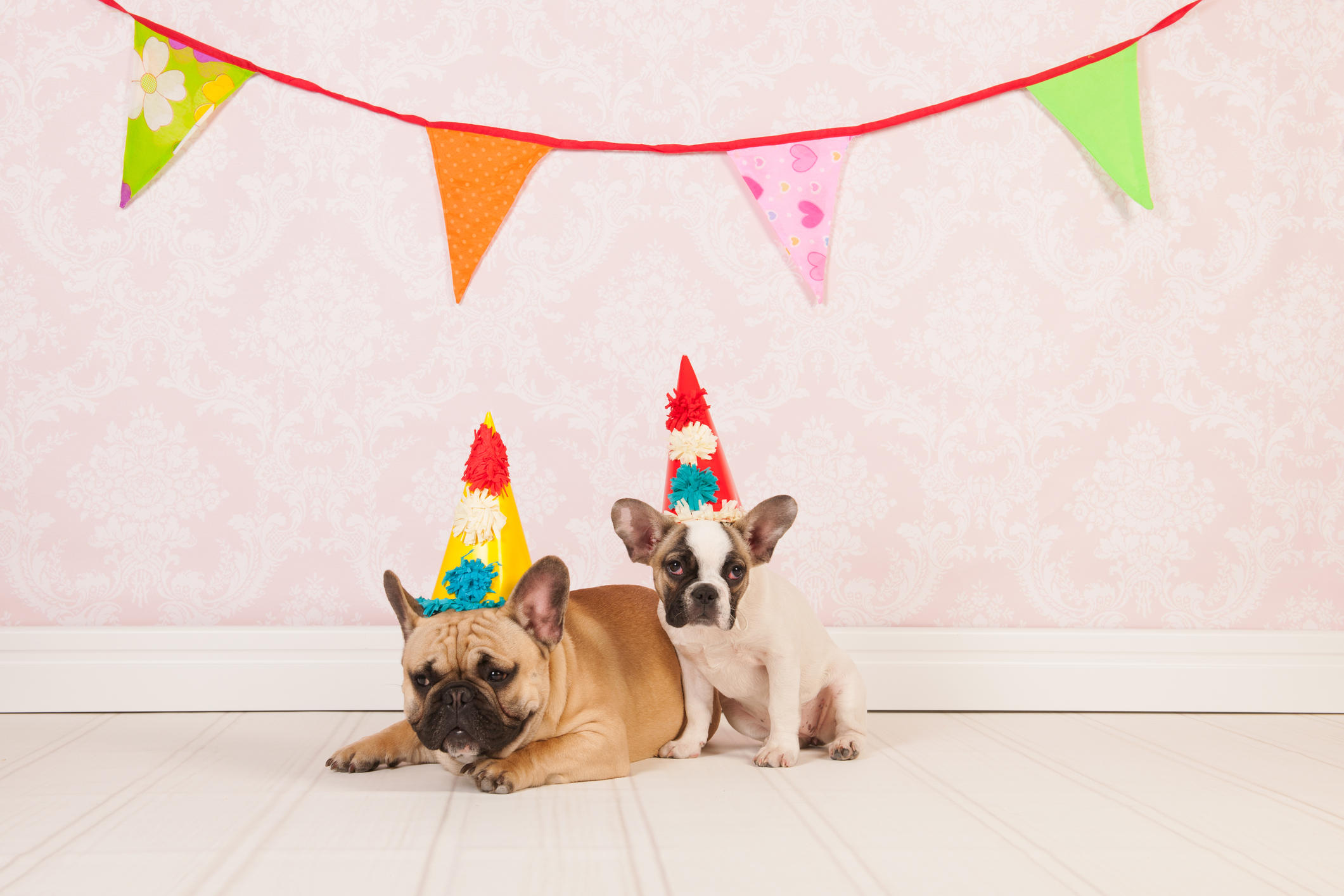 Two French bulldogs are having birthday in room with vintage wallpaper