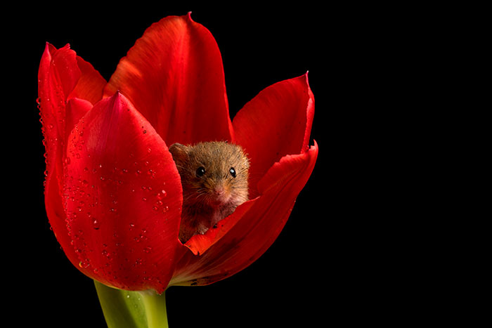 cute-harvest-mice-in-tulips-miles-herbert-18-5ad0978b2d13d__700
