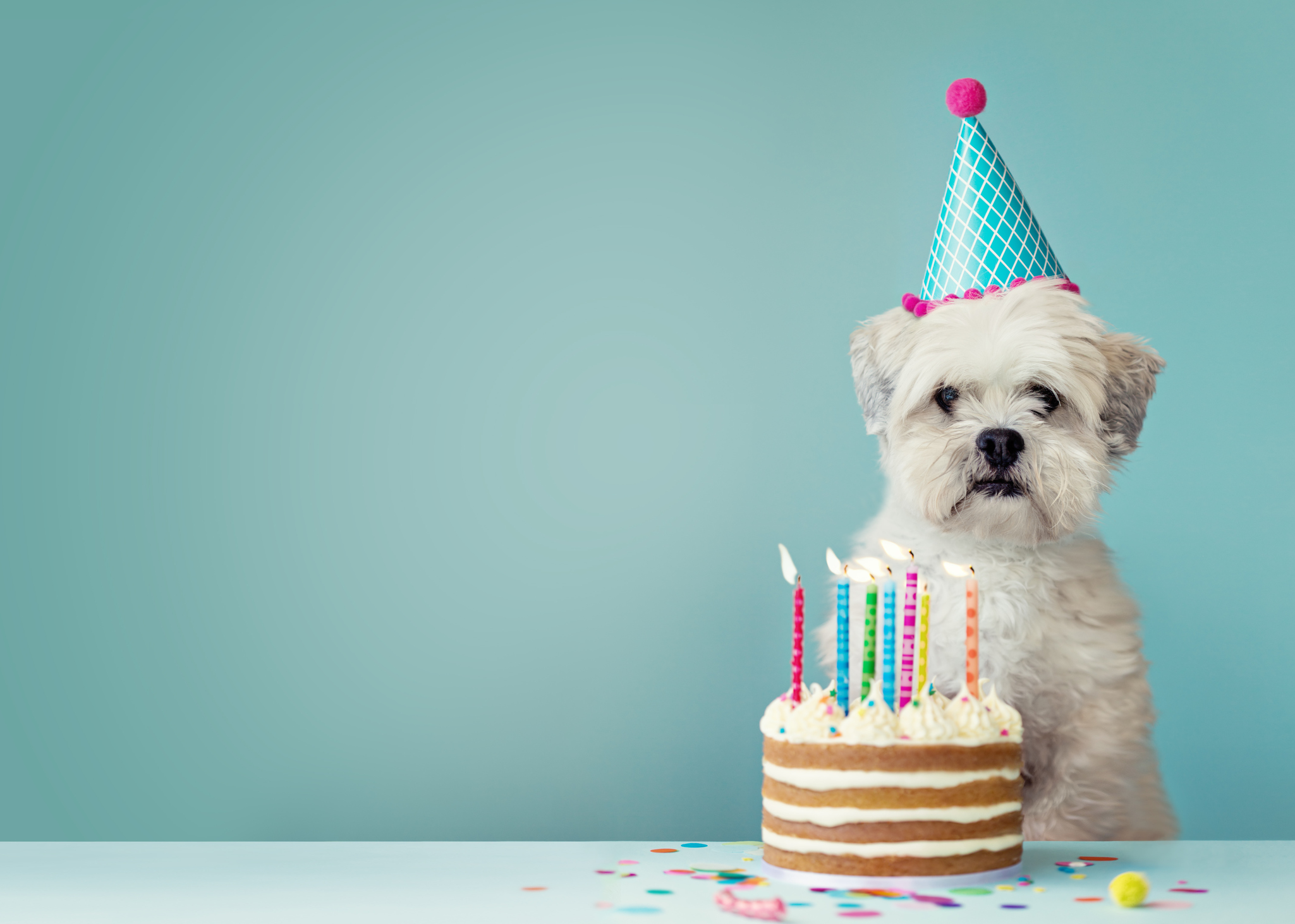 Cute dog with party hat and birthday cake