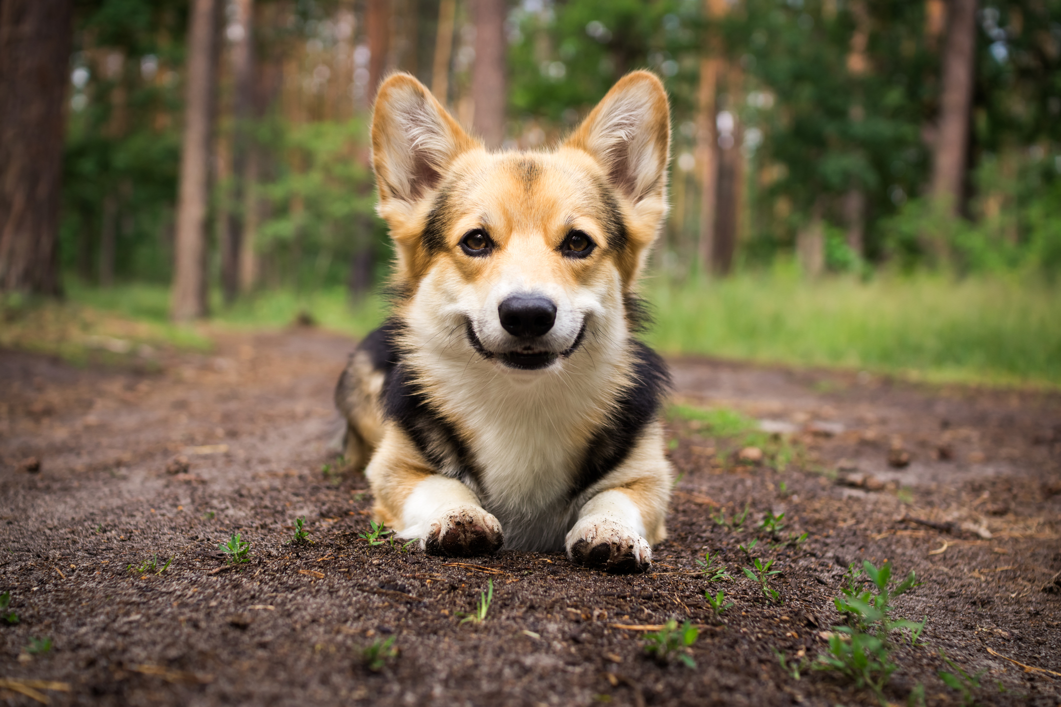 Dog breed Welsh corgi pembroke for a walk in the beautiful forest.