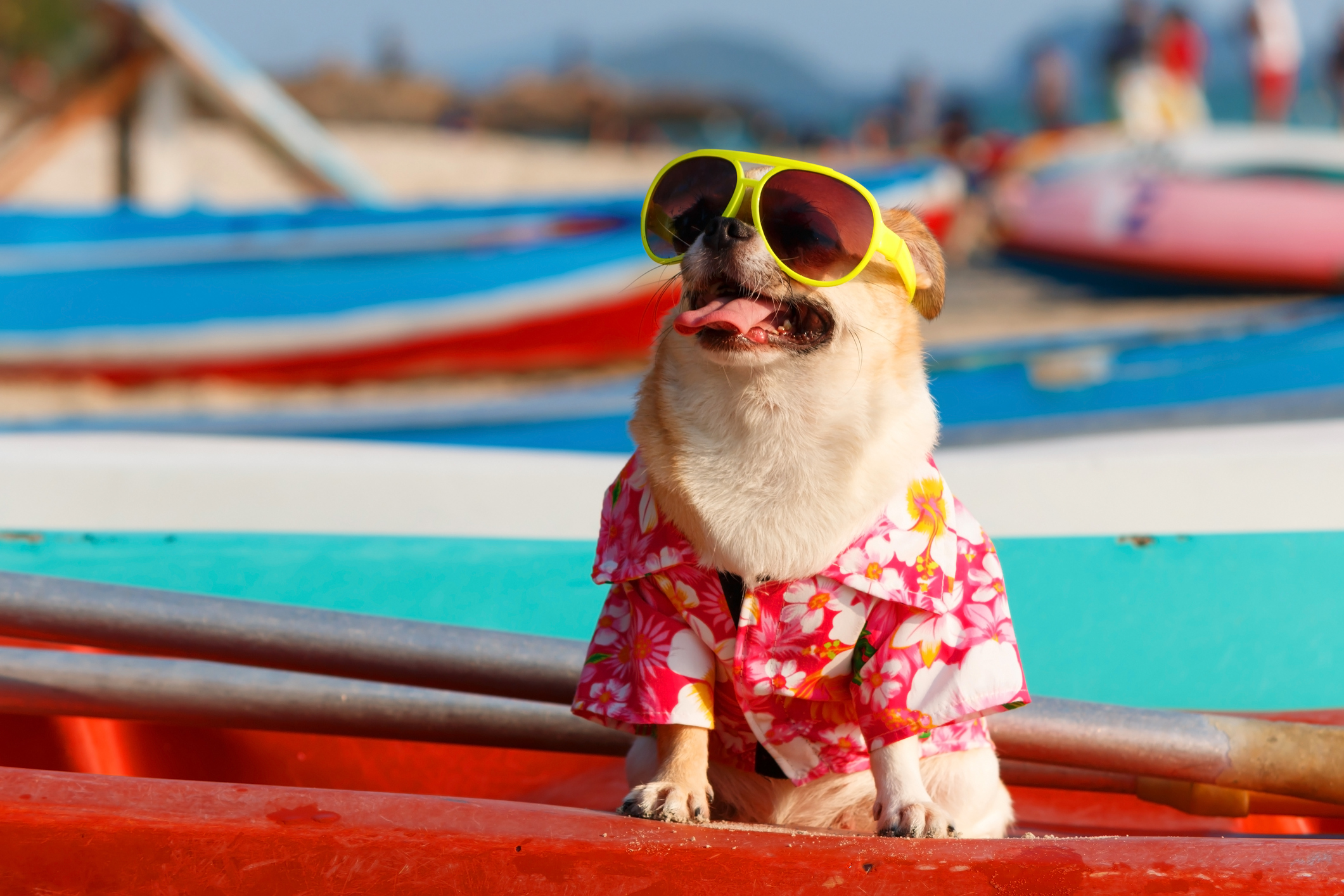 Dog on beach.
