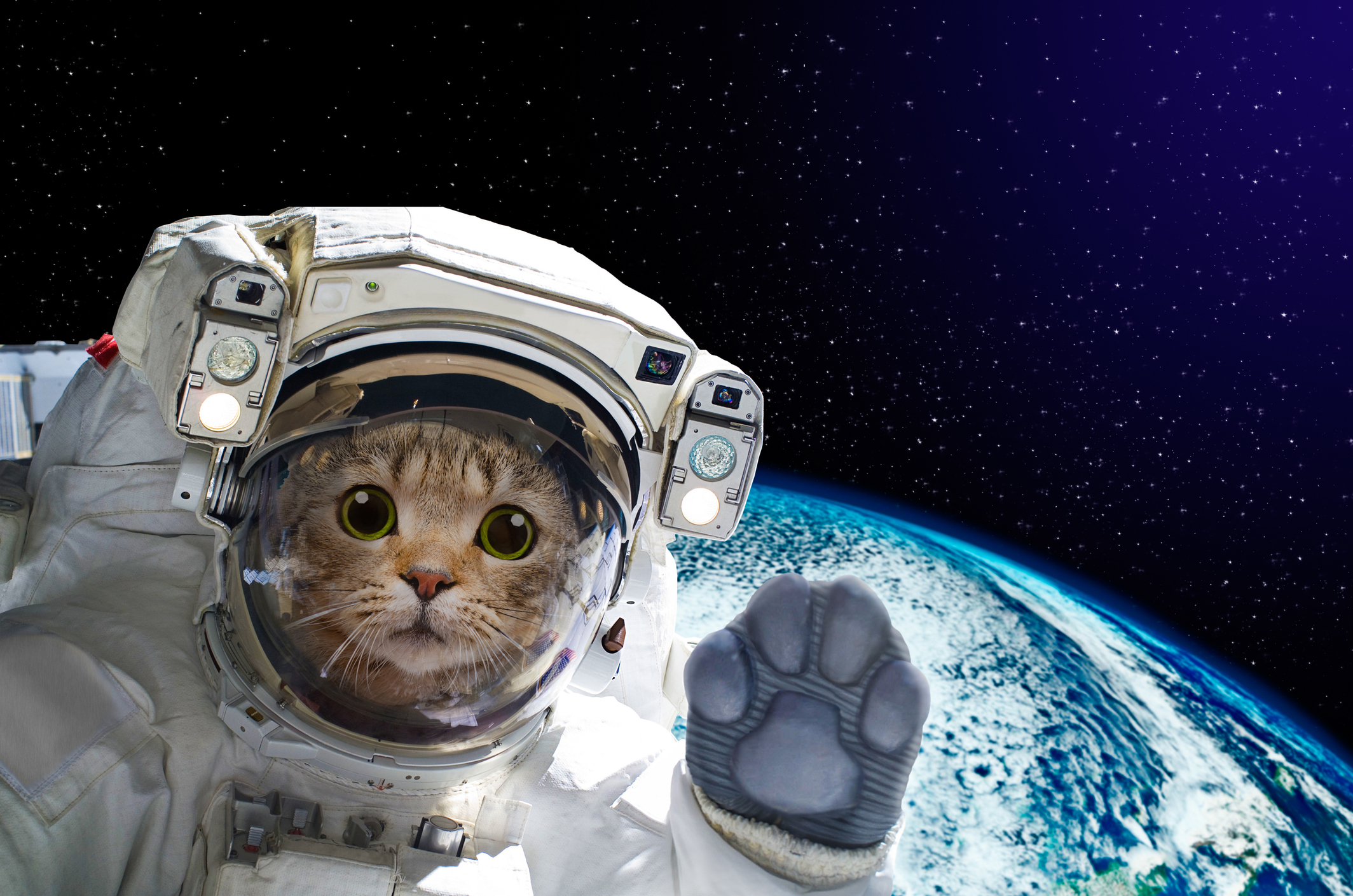 Cat astronaut in space on background of the globe. Elements of this image furnished by NASA